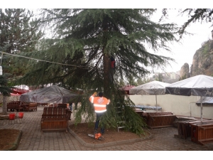 Şehrin Birçok Noktasında Budama Çalışmaları Devam Ediyor