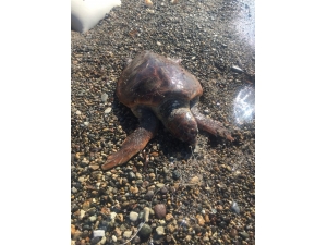 Nesli Tükenmekte Olan Caretta Caretta Olta İğnesinden Öldü