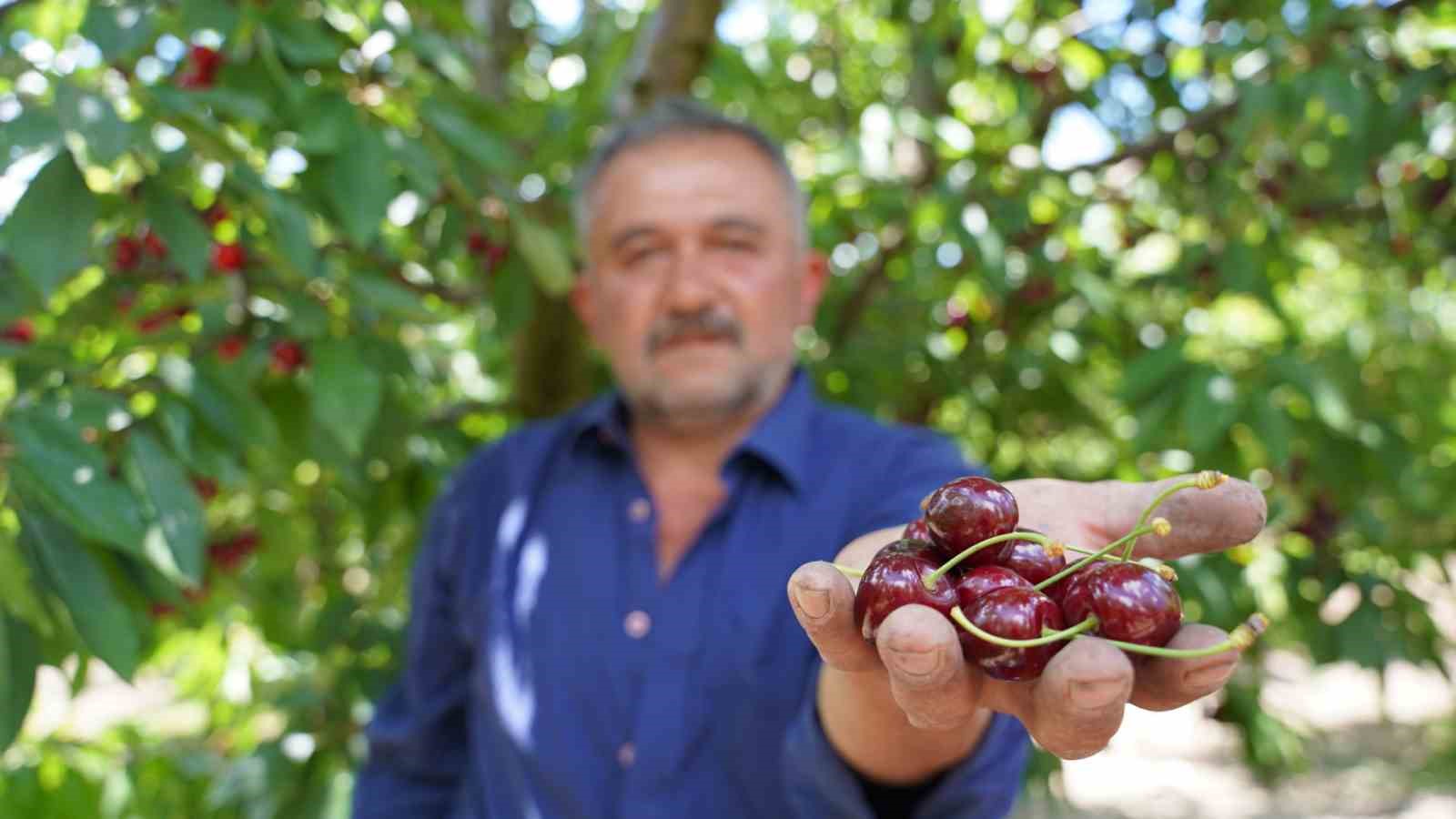 tescilli-tokat-kirazinda-hasat-mesaisi-basladi