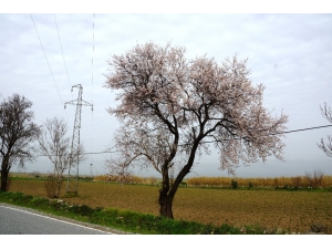 Aydın’da Şubat Ayında Bahar Havası