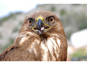 Yaralı Kızıl Şahine Şantiye Çalışanları Sahip Çıktı