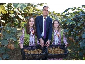 Kivi Üretiminde Rekor