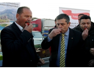 Fethiyeli Çiftçiler ’Hormon’ İddialarına Domatesi Yıkamadan Yiyerek Tepki Gösterdi