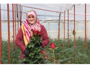 Sevgililer Günü İçin 45 Milyonluk Çiçek İhracatı
