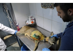 Hayatını 3 Ayaklı Sürdürmek Zorunda Kalacak