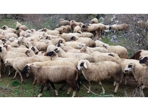 İzmit Belediyesi’nden Koyun Yetiştiriciliği Eğitimi