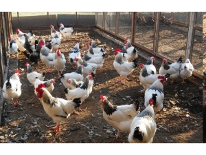 Üniversiteden Organik Tavuk Ve Yumurta