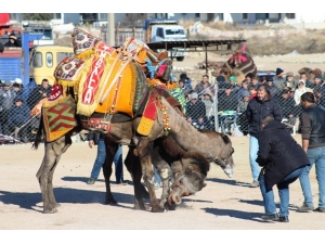 Ayvalık 4. Geleneksel Büyükşehir Belediyesi Deve Güreşi Festivali ’Ne Hazırlanıyor