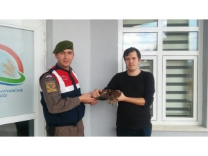 Avcıların Bulduğu Yaralı Doğan Jandarmaya Teslim Edildi