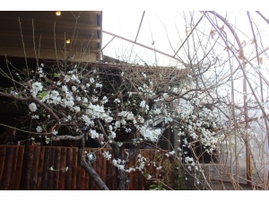 Erzincan’da Ağaçlar Çiçek Açtı