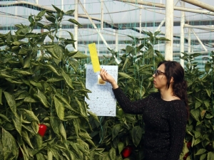 Kaliforniya Biberine Rus Pazarı Darbesi