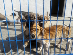 Hayvanlara Şiddet Uygulayanlara 674 Bin Lira Ceza