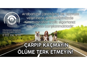 Aracın Çarptığı Köpeğe Kısa Süre İçerisinde Yardım Eli Uzandı