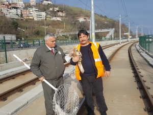 Yaban Hayatına Şefkat Eli