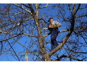 Siirt’te Ağaç Budama Çalışmaları Başladı