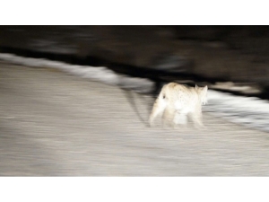 Tunceli’de Kırmızı Listede Yer Alan İki Vaşak Fotoğraflandı
