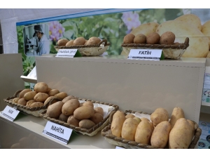 Yerli Patates Üreticiyle Buluşacak