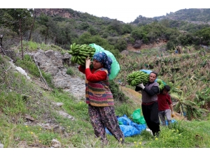 Muzda Rekor Fiyat Üreticinin Yüzünü Güldürdü