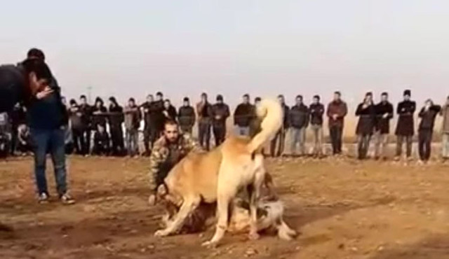 Köpek Ve Horoz Dövüşü Yapanlar Suçüstü Yakalandı!