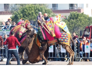 Ayvalık’ta 4. Geleneksel Balıkesir Büyükşehir Belediyesi Deve Güreşi Festivali