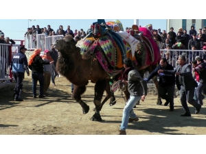 Pehlivan Develer Kozlarını Nazilli’de Paylaştı