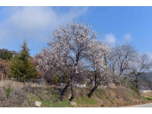 Erik Ağacı Şubat Ayında Çiçek Açtı