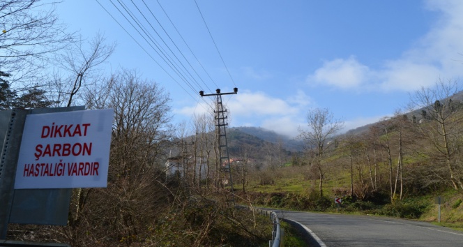 Trabzonda Şarbon Tehlikesi