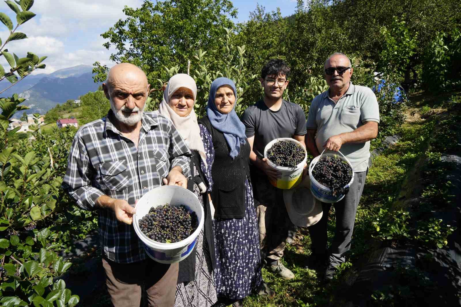 gumushane-de-aronya-bereketi-75-ton-rekolte-bekleniyor