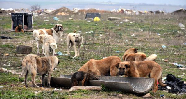 Edirne'de 500 Köpek Birden Ortadan Kayboldu