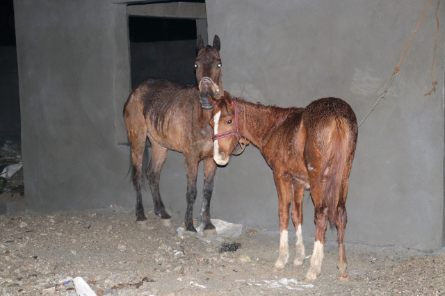 Adana'da Kaçak At Kesimi Baskını! İki Atı Kesilmekten Polis Kurtardı