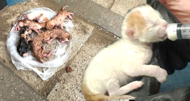Temizlik İşçisi, Çöp Konteynırından Bulduğu 6 Yavru Kediyi Hayata Döndürdü