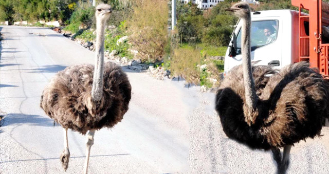 Bodrum Yollarındaki Deve Kuşları Bihter Ve Behlül, Sürücüleri Şaşkına Çevirdi