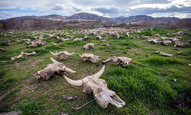 Tokat'ta Hayrete Düşüren Manzara! Boş Arazide Yüzlerce Hayvan Kafatası Bulundu