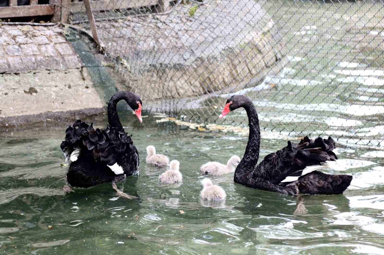 kugulu-park-yavru-kugulariyla-ilgi-cekiyor