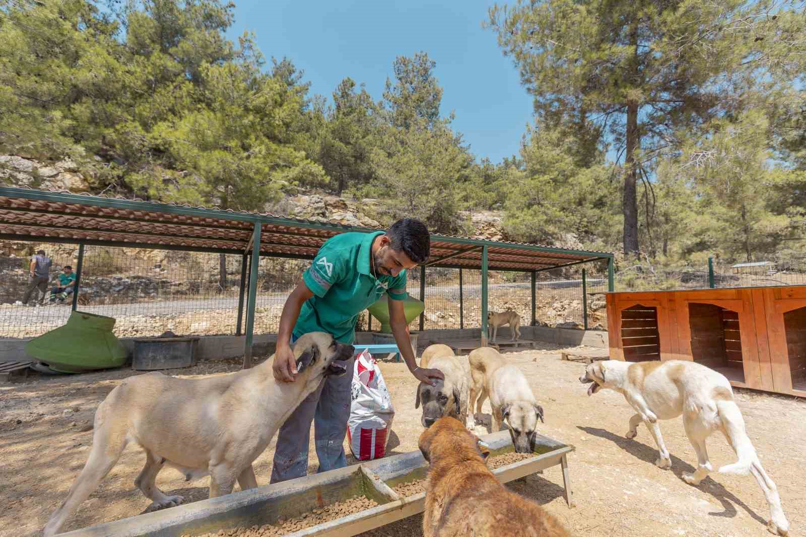 mersin-de-3-bin-295-kedi-ve-kopek-yeni-yuvasina-kavustu