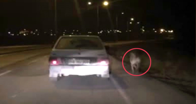 Köpeği Dikiz Aynasına Bağladı, Kilometrelerce Koşturdu