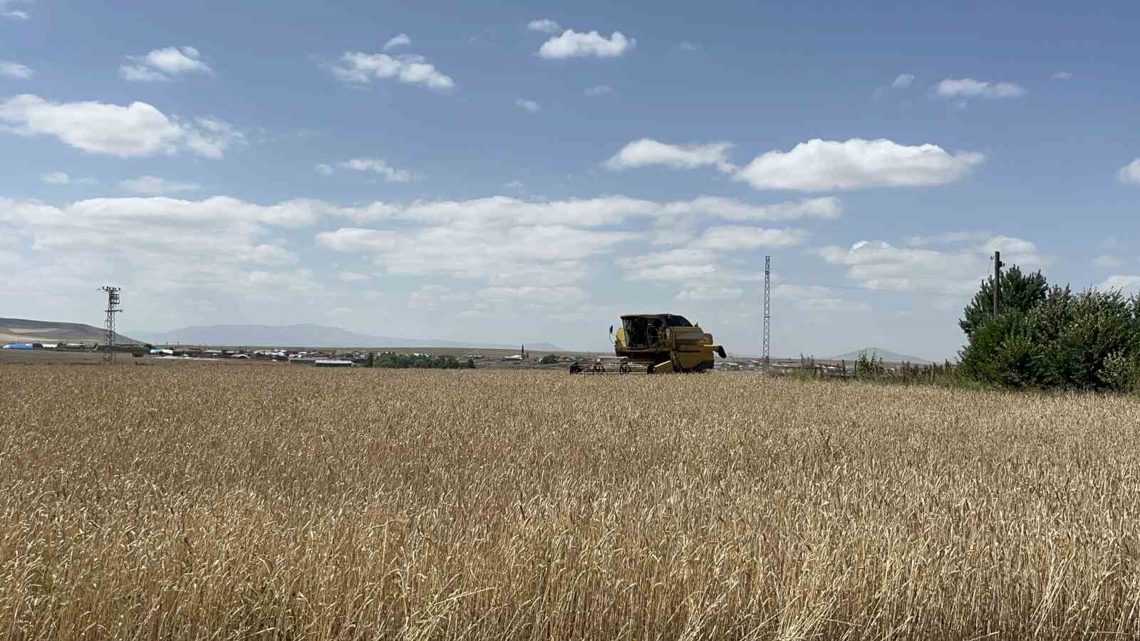 kars-ta-arpa-ve-yulaf-hasadi-hizlandi-ciftciler-gun-dogmadan-tarlaya-giriyor