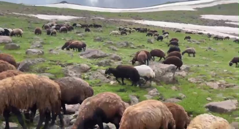 agri-nin-yaylalarinda-yaz-ve-kis-bir-arada