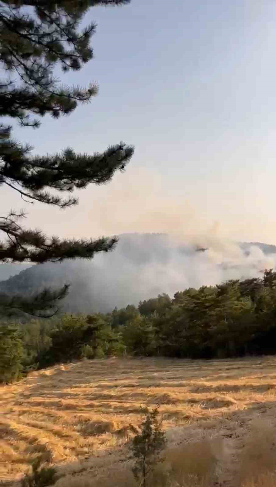 bolu-da-orman-yangini