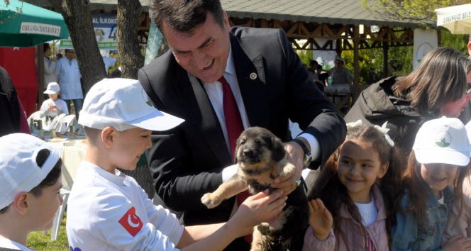 Kediler Artık Lüks Hastanede Doğum Yapacak