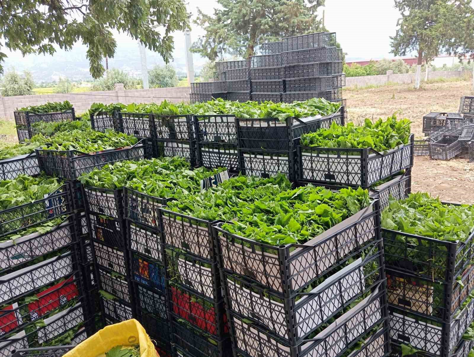yesil-altin-bagciya-erken-kazanc-sagliyor