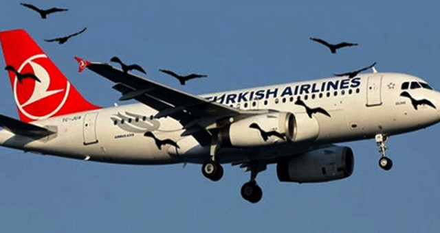 Havalimanında Leylek Alarmı! Kuşlardan Dolayı Uçak Pisti Pas Geçti