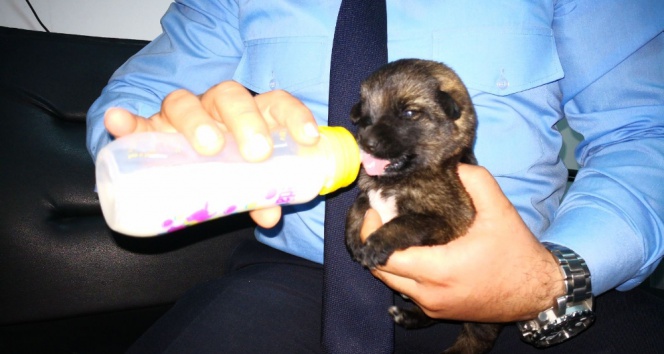 Annesiz Kalan Yavru Köpeklere Zabıta Şefkati