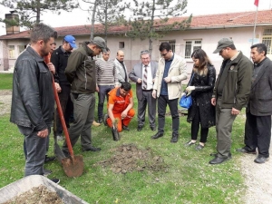 Dumlupınar’da 297 Ağaç Toprakla Buluştu