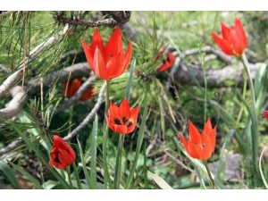 Bu Çiçeği Koparan Yandı: Cezası 48 Bin Tl