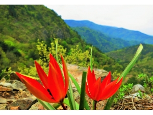 Kazdağları Çiçek Açtı