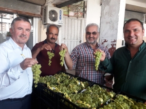 Mersin’de Üzüm Hasadı