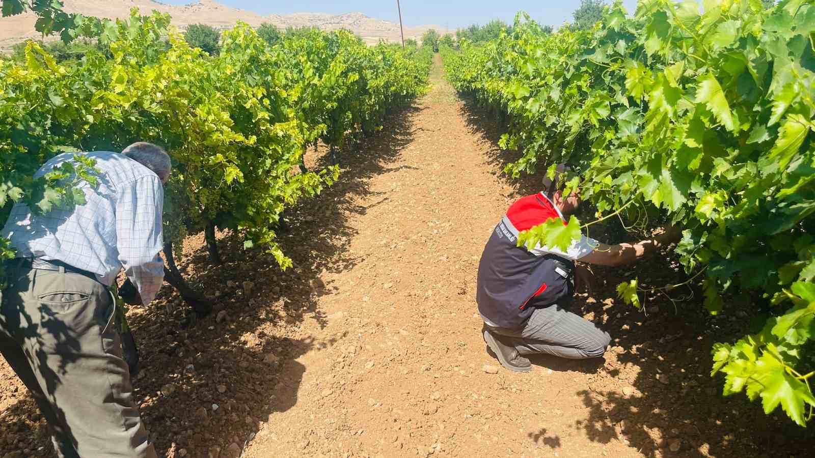 gercus-te-tarim-ekiplerinden-bag-kullemesine-karsi-yerinde-inceleme