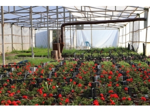 Kırıkkale Baharda Rengarenk Olacak