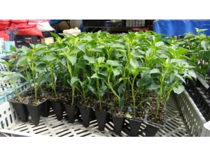 Kars’ta Bostan Tohumlara Piyasa Çıktı